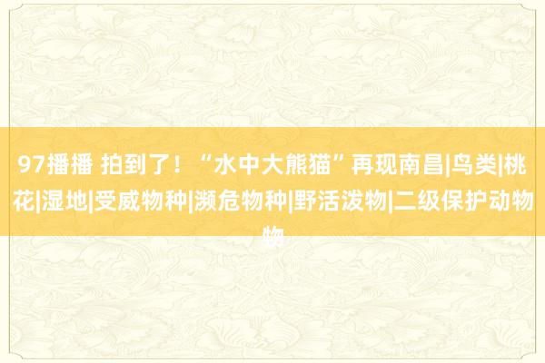 97播播 拍到了！“水中大熊猫”再现南昌|鸟类|桃花|湿地|受威物种|濒危物种|野活泼物|二级保护动物